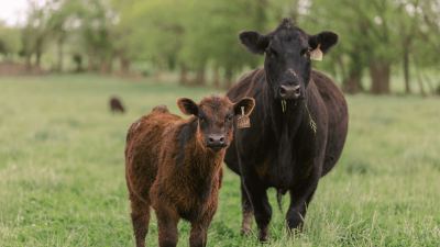 weaning calves