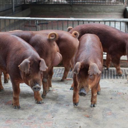 boars photo